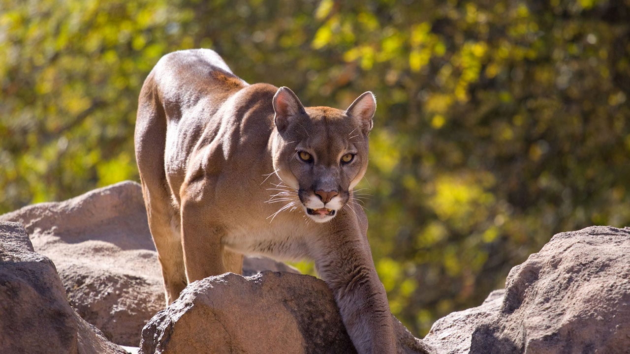 Puma Concolor (Cougar)