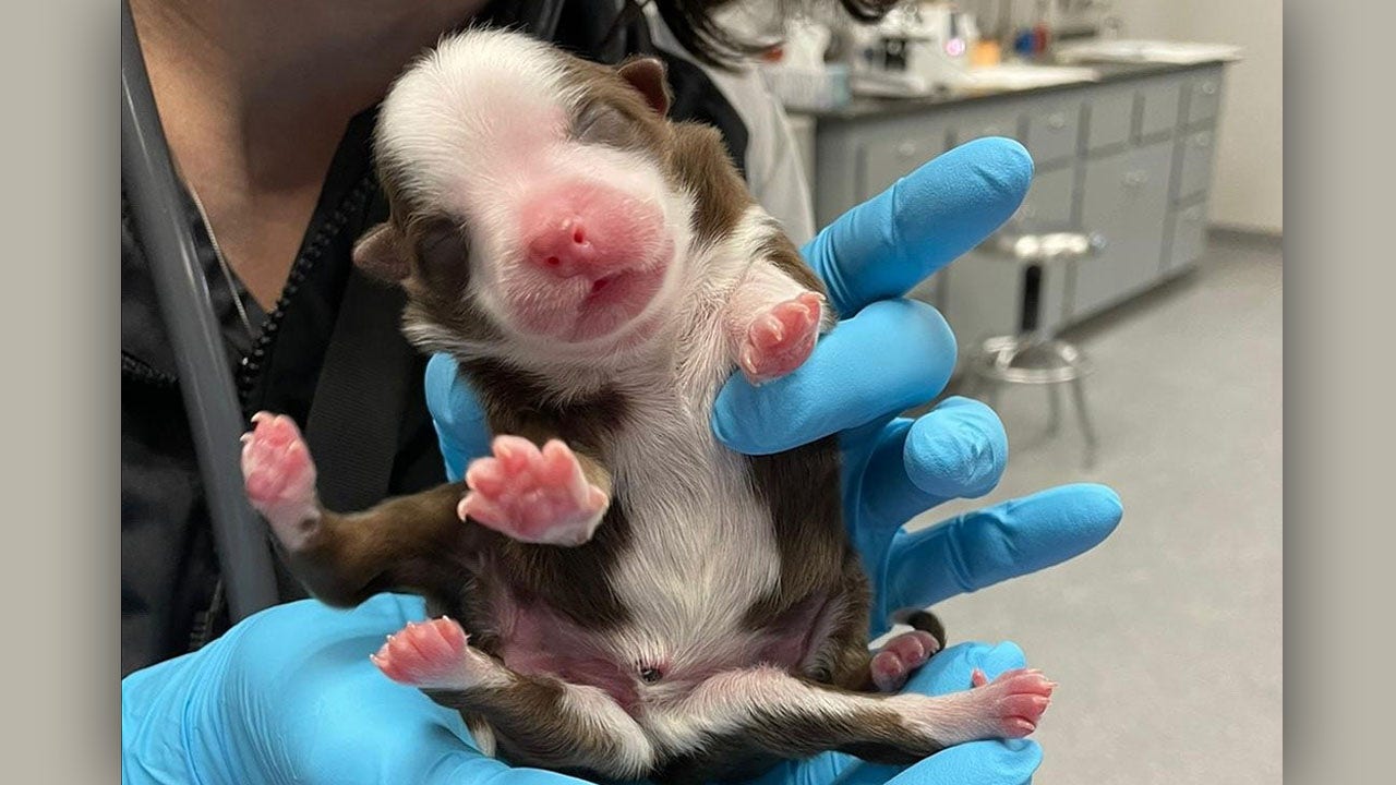 The six-legged dog survives birth in the first story: ‘A miracle’