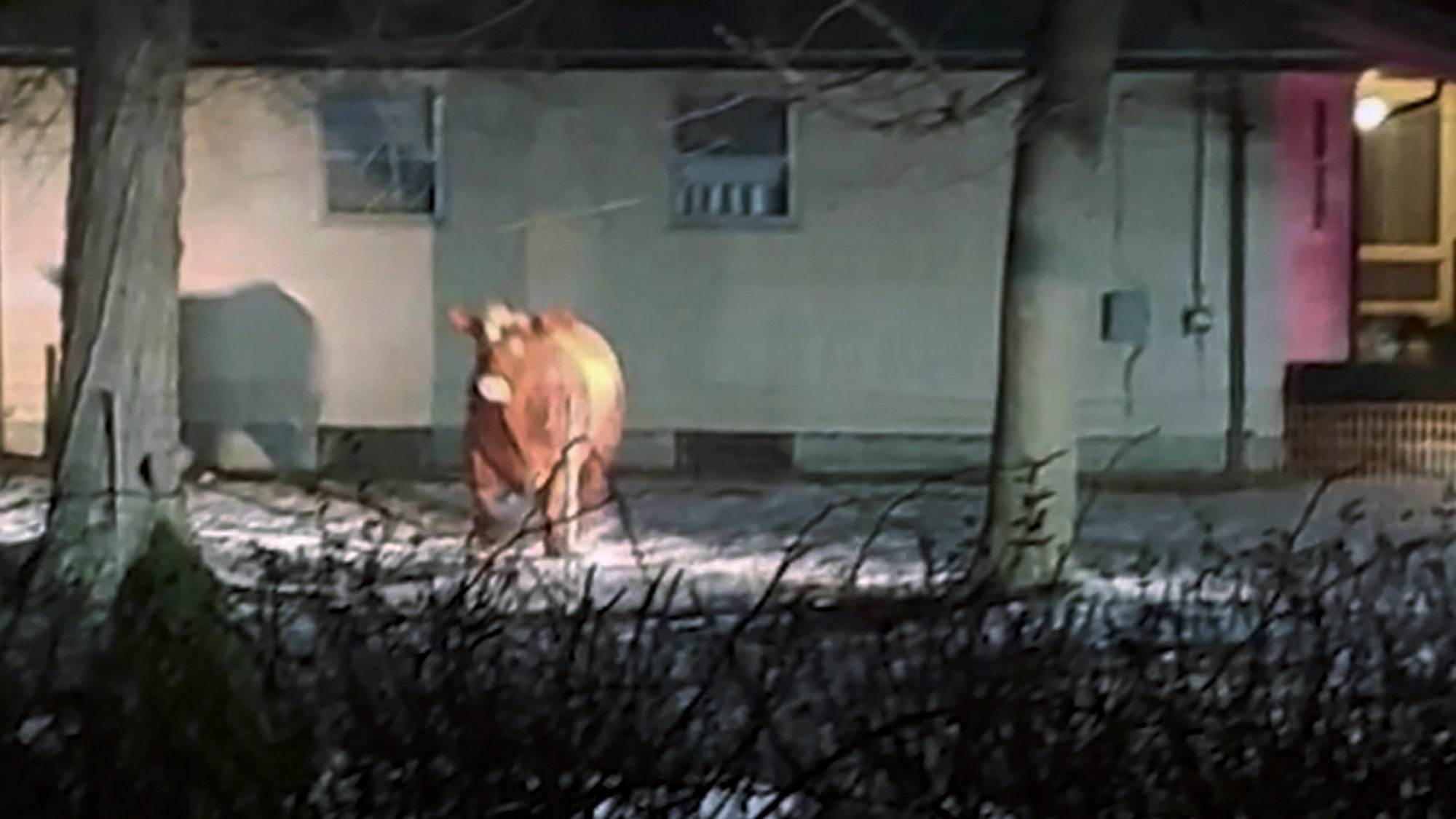 Loose cow is still on the run in Rhode Island, police say: 'Stay clear of the steer'