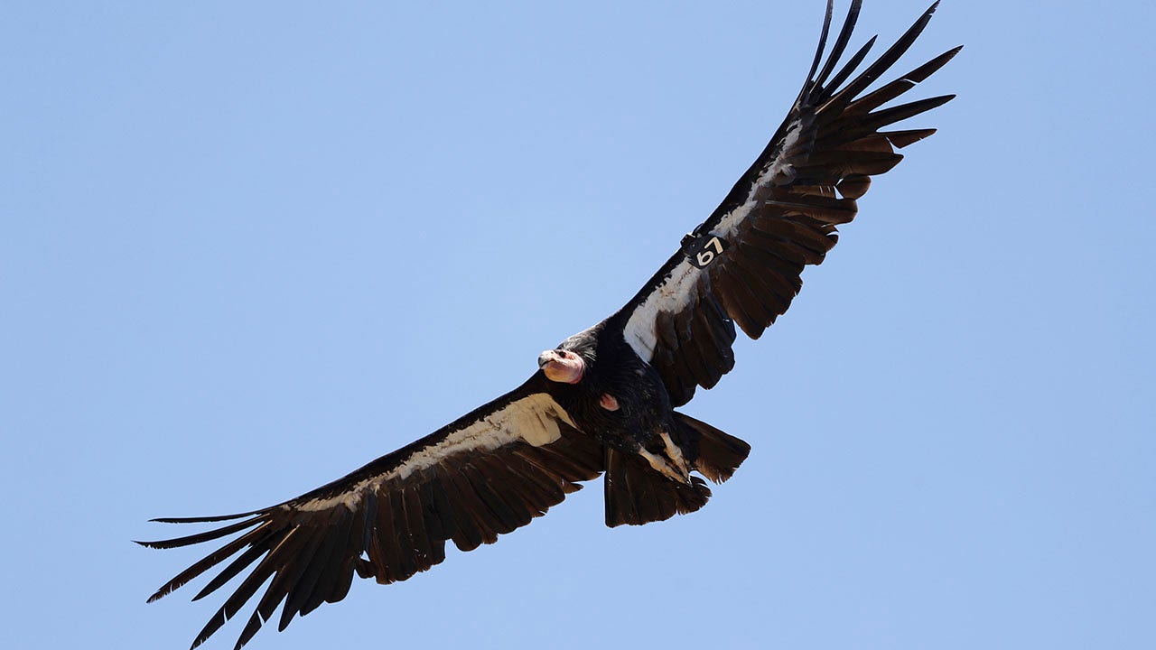 Endangered California bird to be reintroduced to skies for first time in nearly 100 years