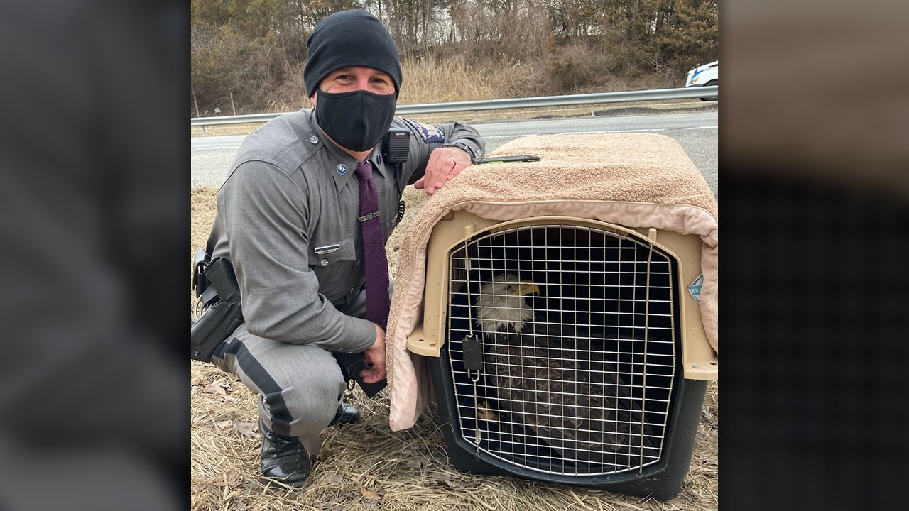New York state trooper saves wounded bald eagle found on highway