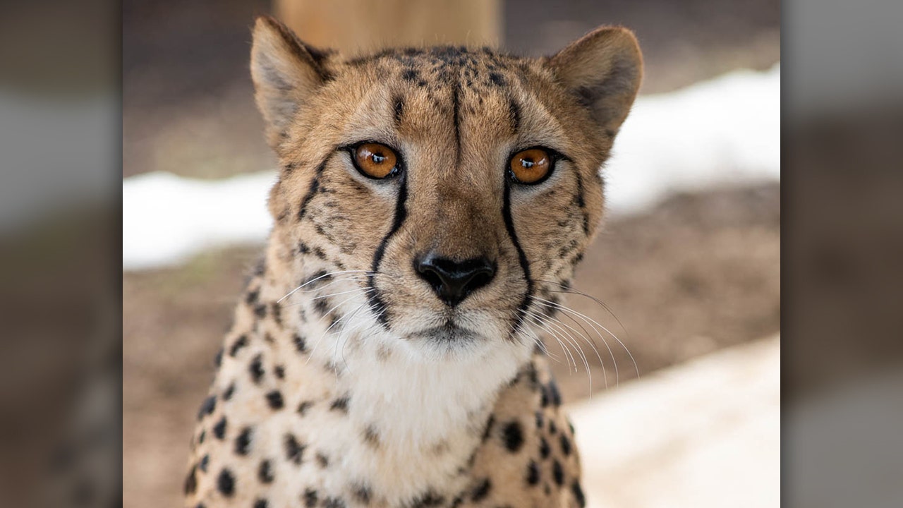 Cheetah attacks the Ohio zoo, the smell of other animals probably caused the cat