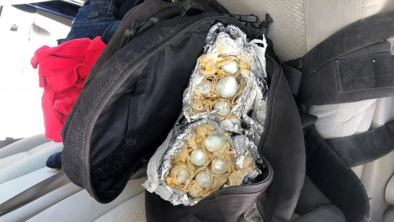 Border Patrol canine sniffs out $60G worth of fentanyl hidden inside burritos