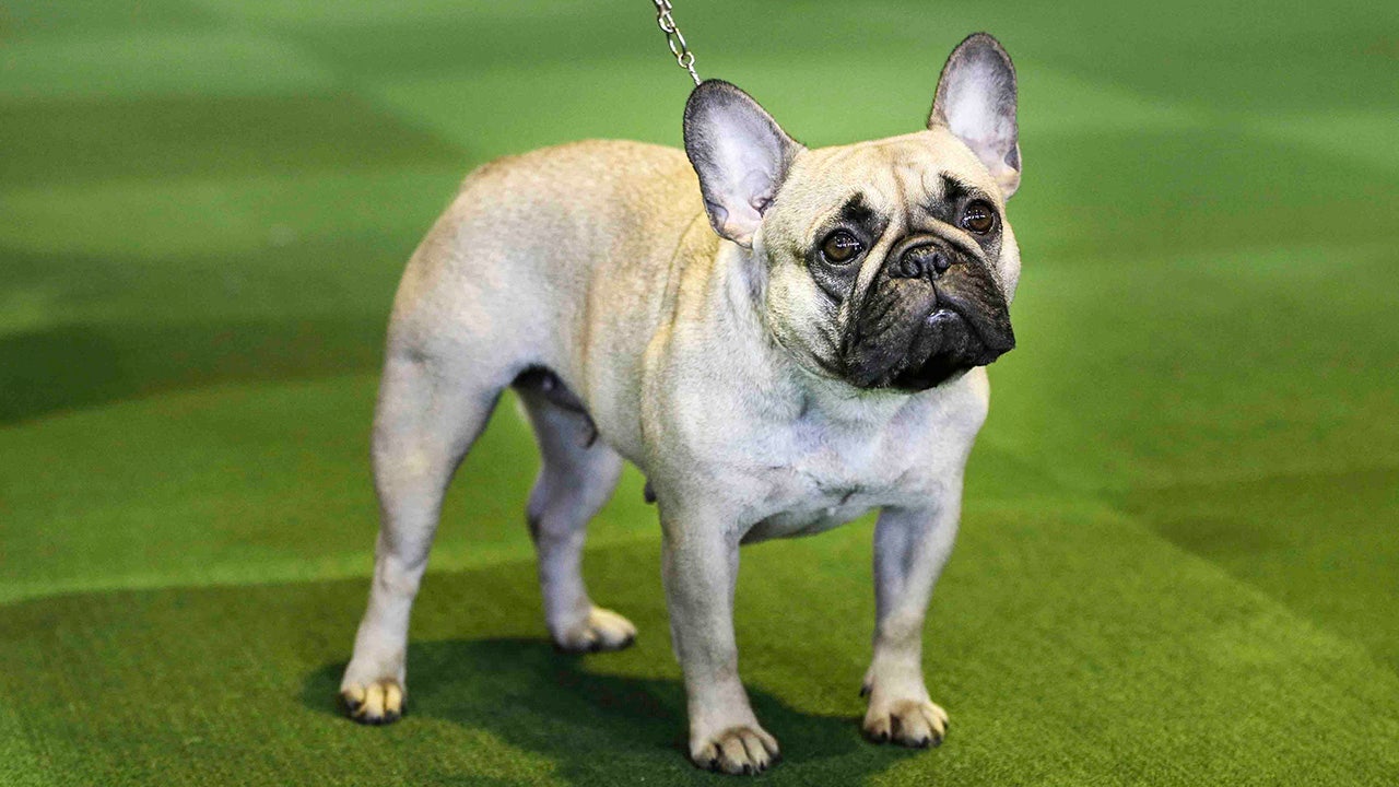 Labrador retriever is still America’s favorite breed, but the French bulldog is nipping at its heels