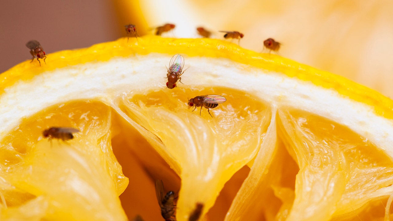 How to prevent fruit flies from infesting your kitchen