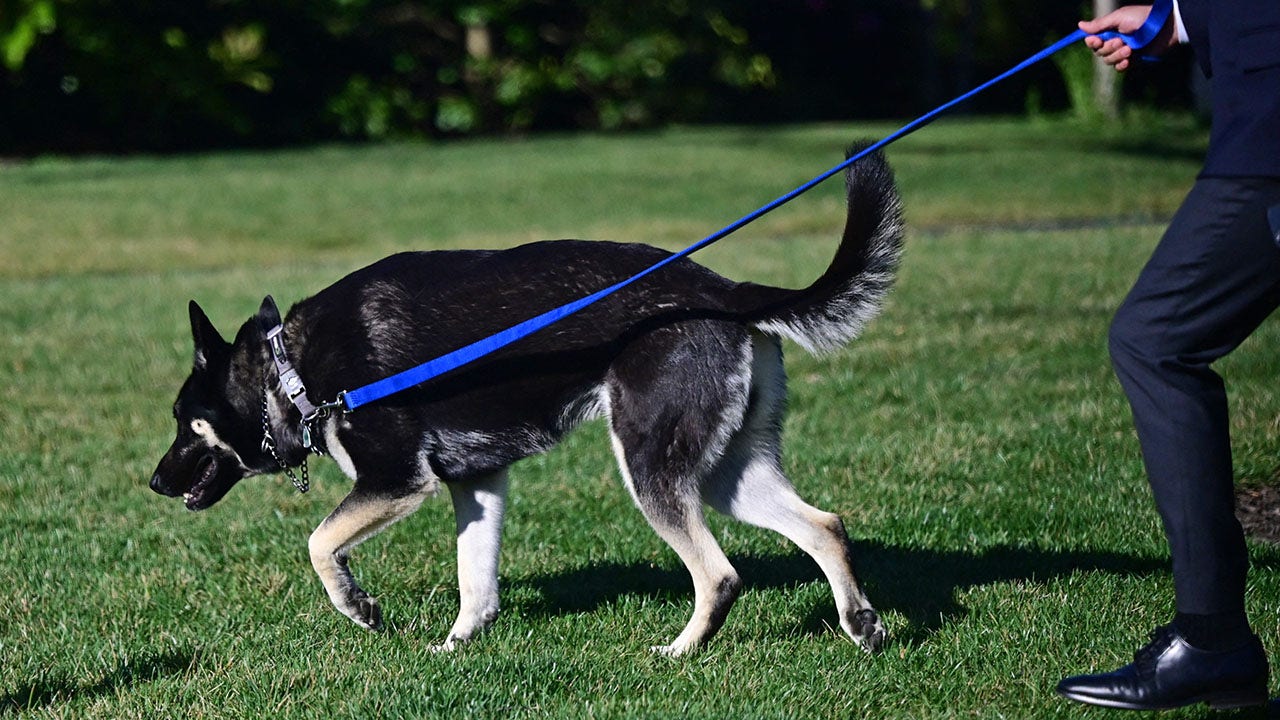 Media obsessed over Major Biden before White House pet became engulfed in biting controversy