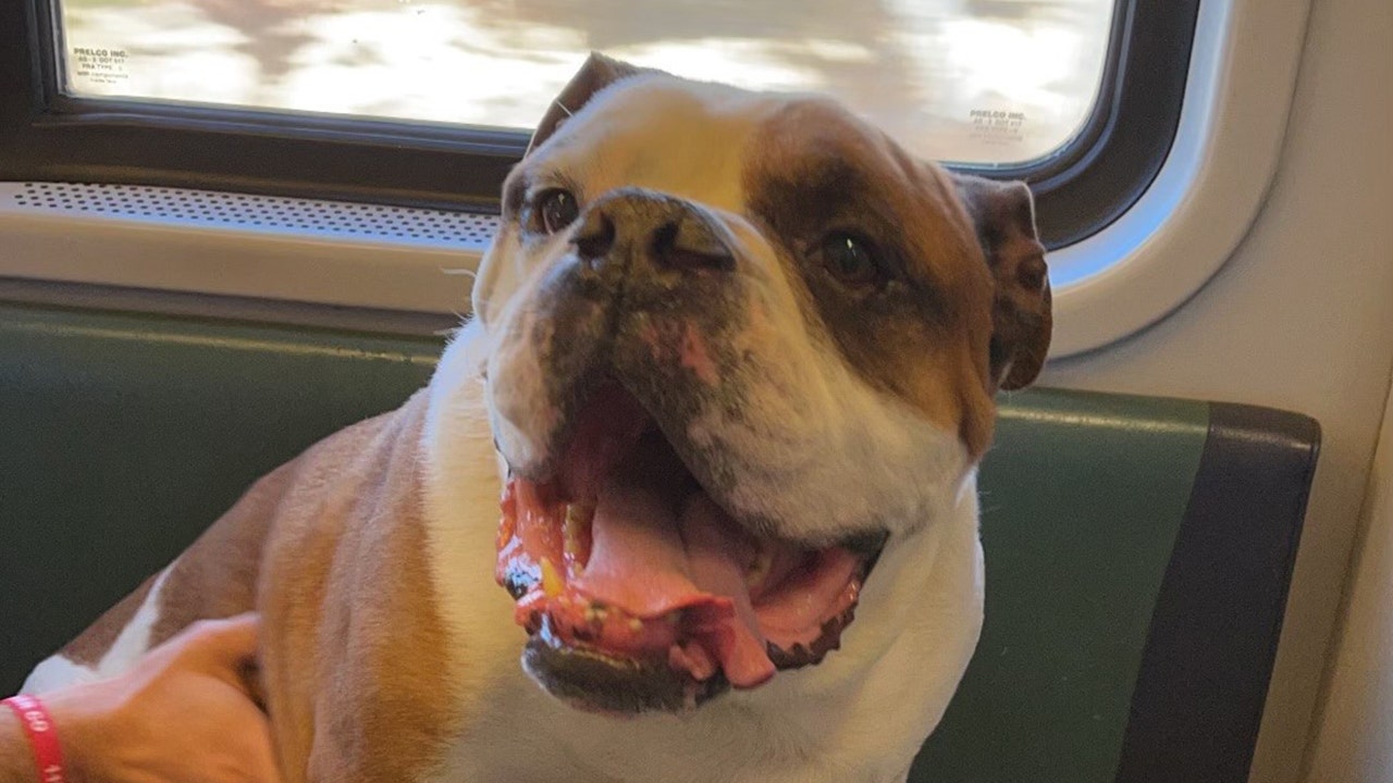 Lost bulldog rescued from train tracks by Long Island Rail Road crew