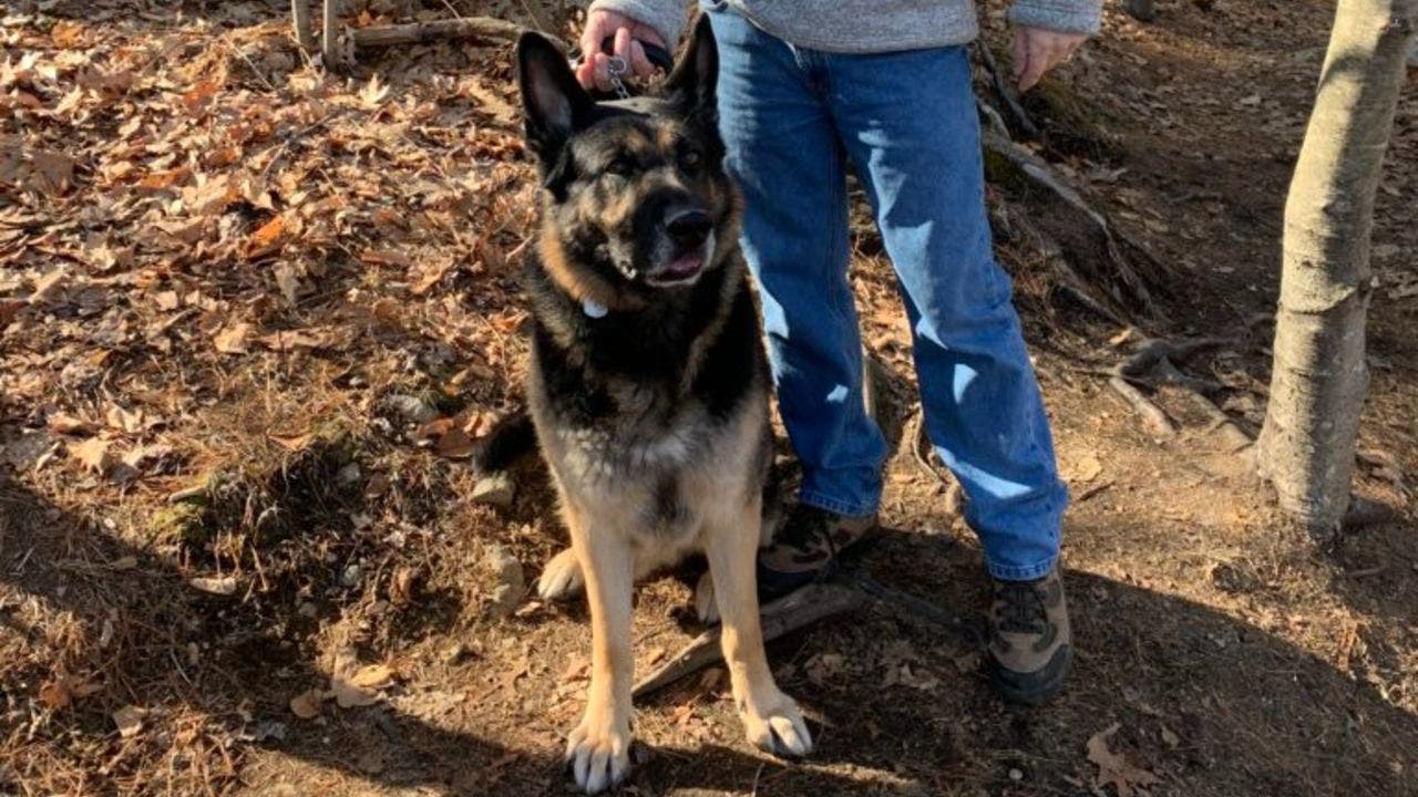 ‘Hero’ dog gets help for Massachusetts man who fell through ice