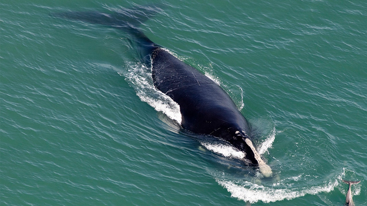 Endangered whales having a baby boom off East Coast