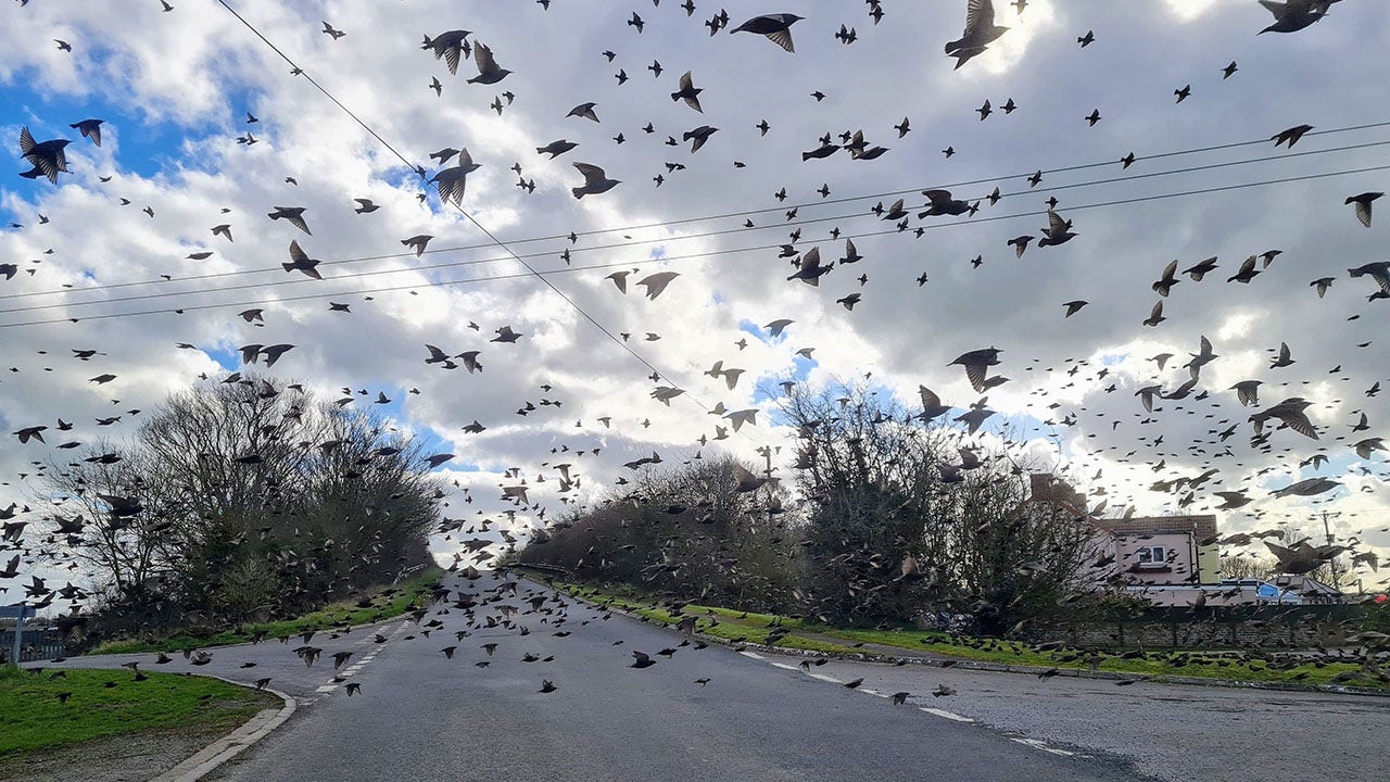 Flock of birds surrounding the car in a breathtaking photo