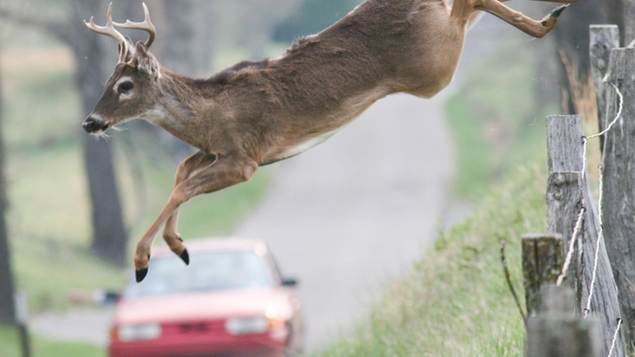 Dashcam captures deer herd gallop into BMW