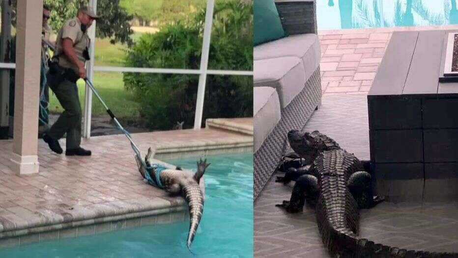 Florida couple enjoys coffee while watching alligator swim in pool