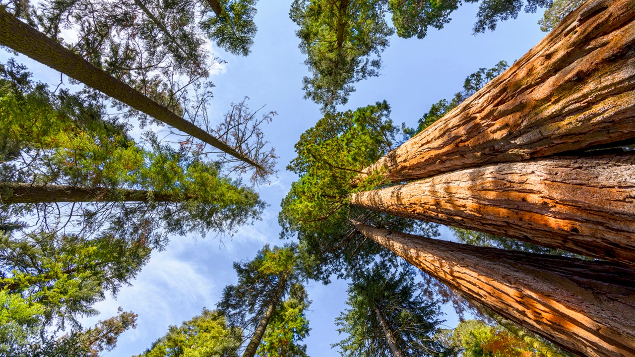 California mom and dad of 5 killed when 175-foot-tall redwood crashes on car: report