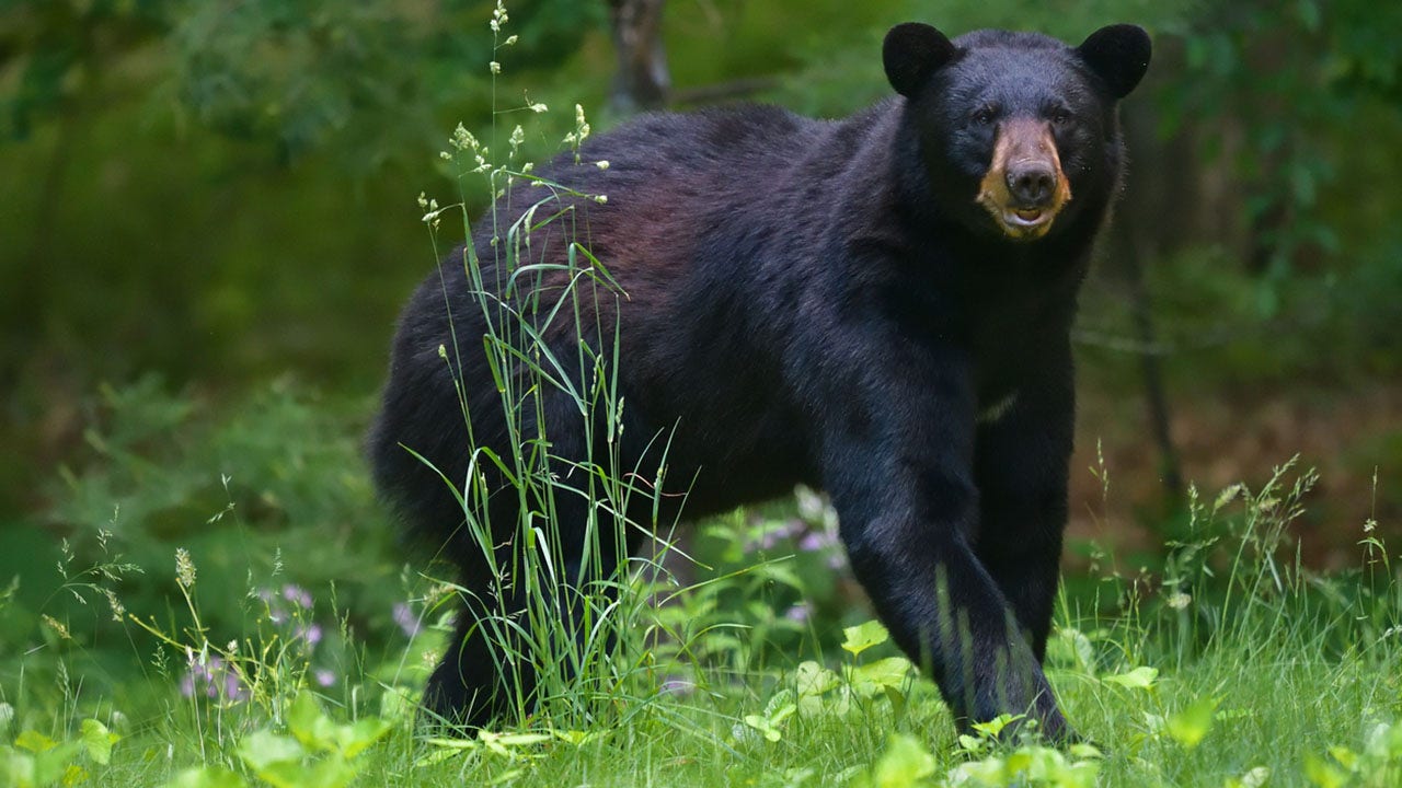 Pennsylvania bear that attacked two young children captured, euthanized: officials