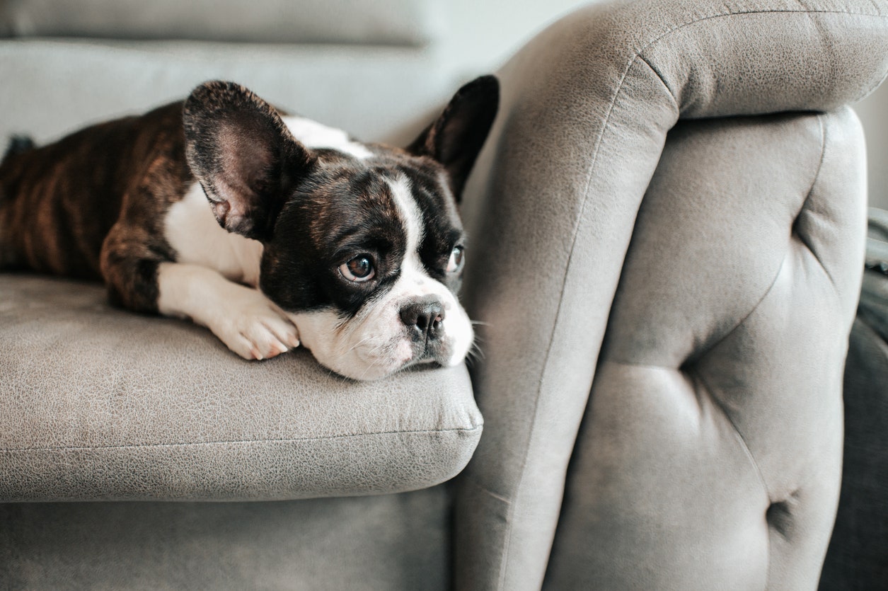 French bulldog owners are afraid for their dogs after high profile dognapping