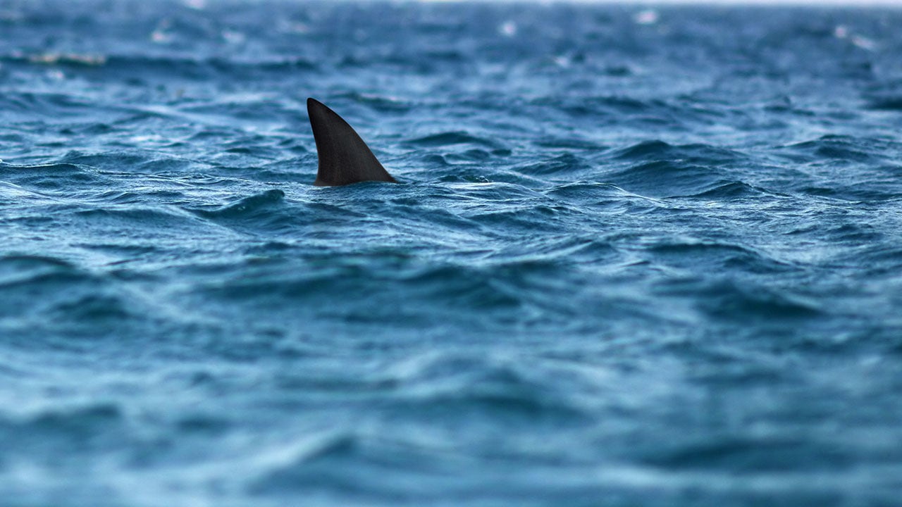 New York shark sightings, potential attack forces officials to monitor beaches