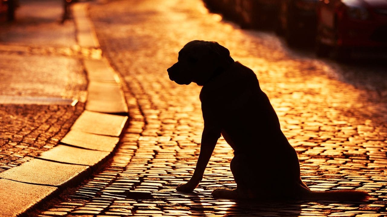 Nebraska dog rescue reunites Iowa woman with pet that wandered 100 miles