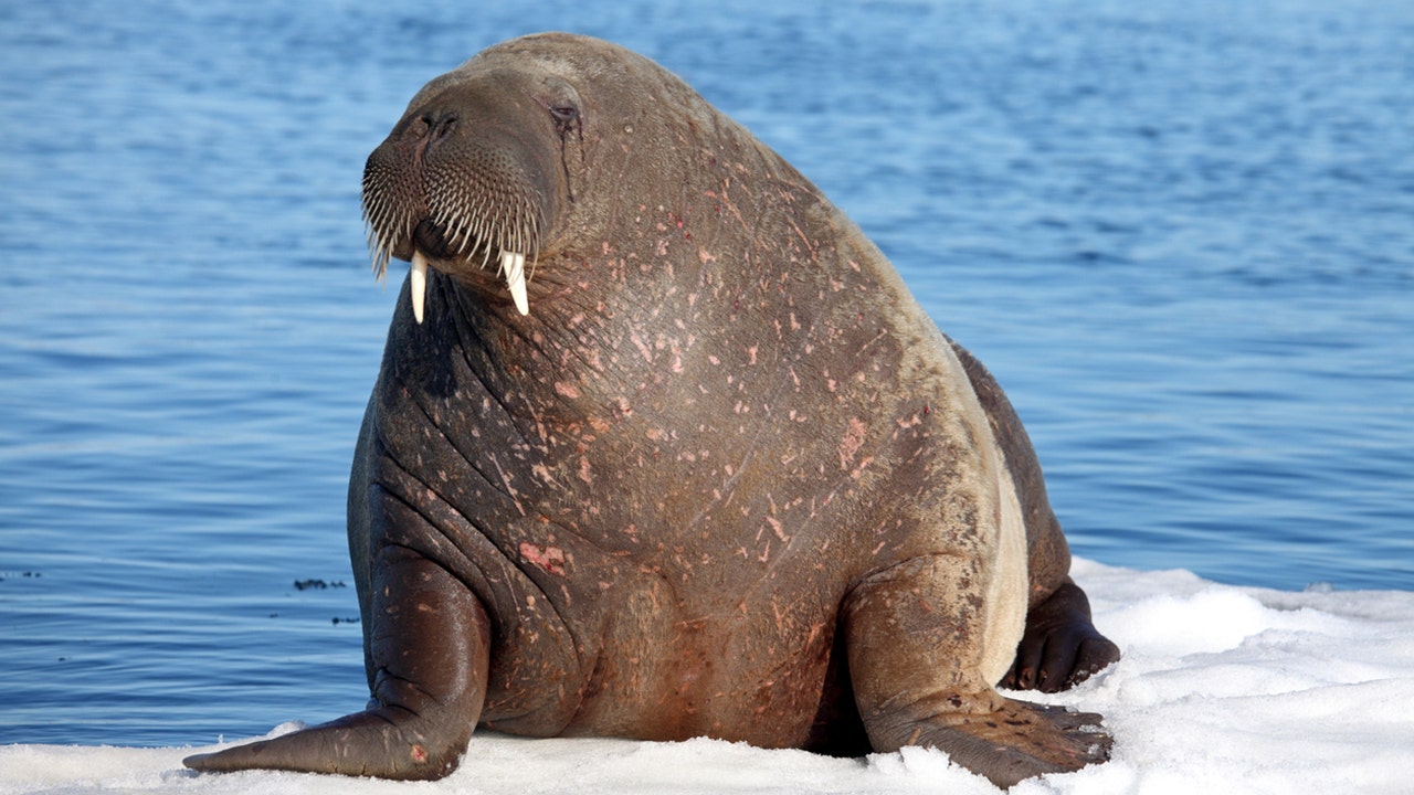 Walrus spotted in Ireland for the first time ever