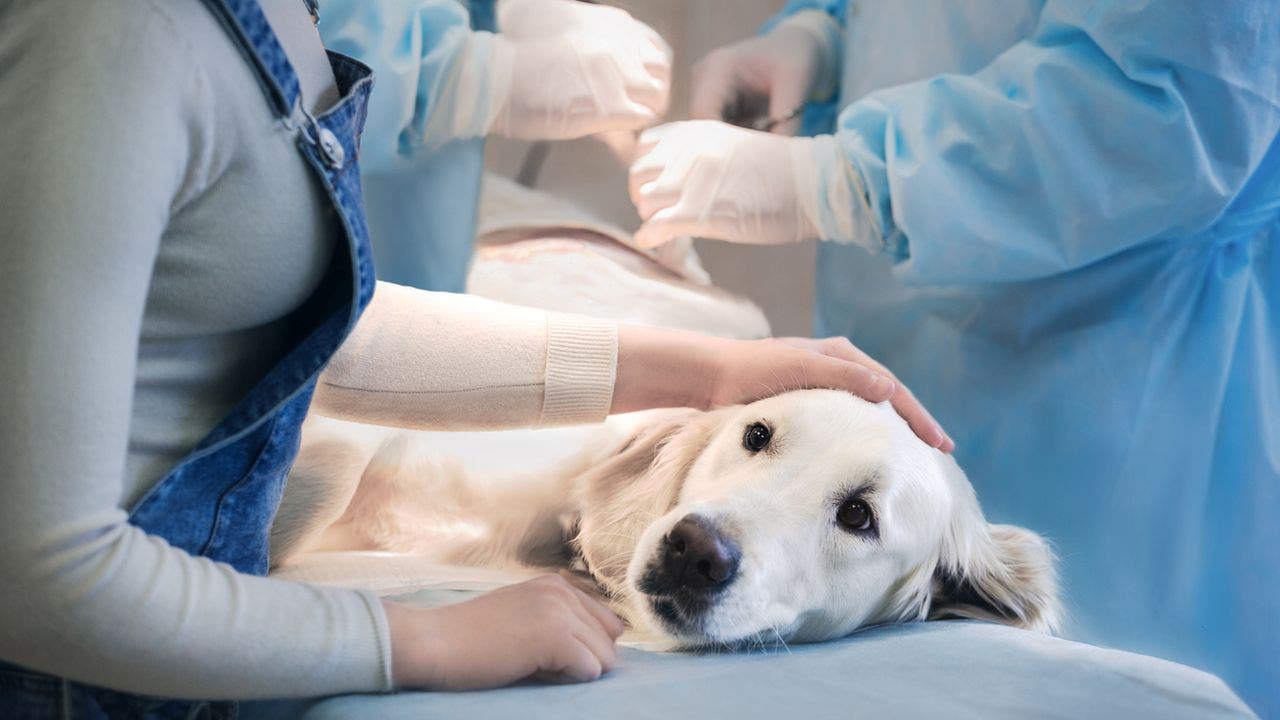 Dozens of dogs killed by mysterious parvo-like illness in Michigan – Fox News