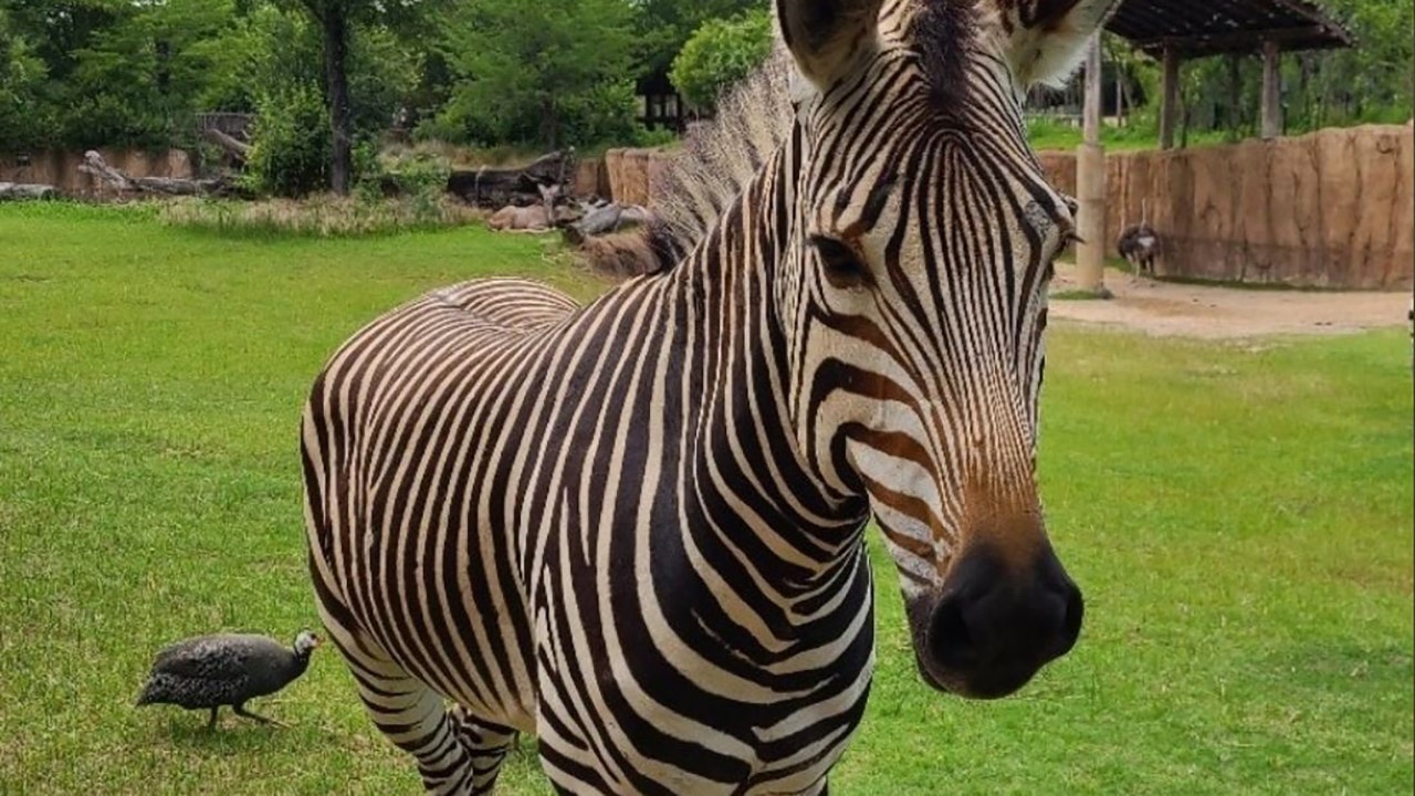 Zebra at Dallas Zoo dies after suffering head injury likely caused by another animal