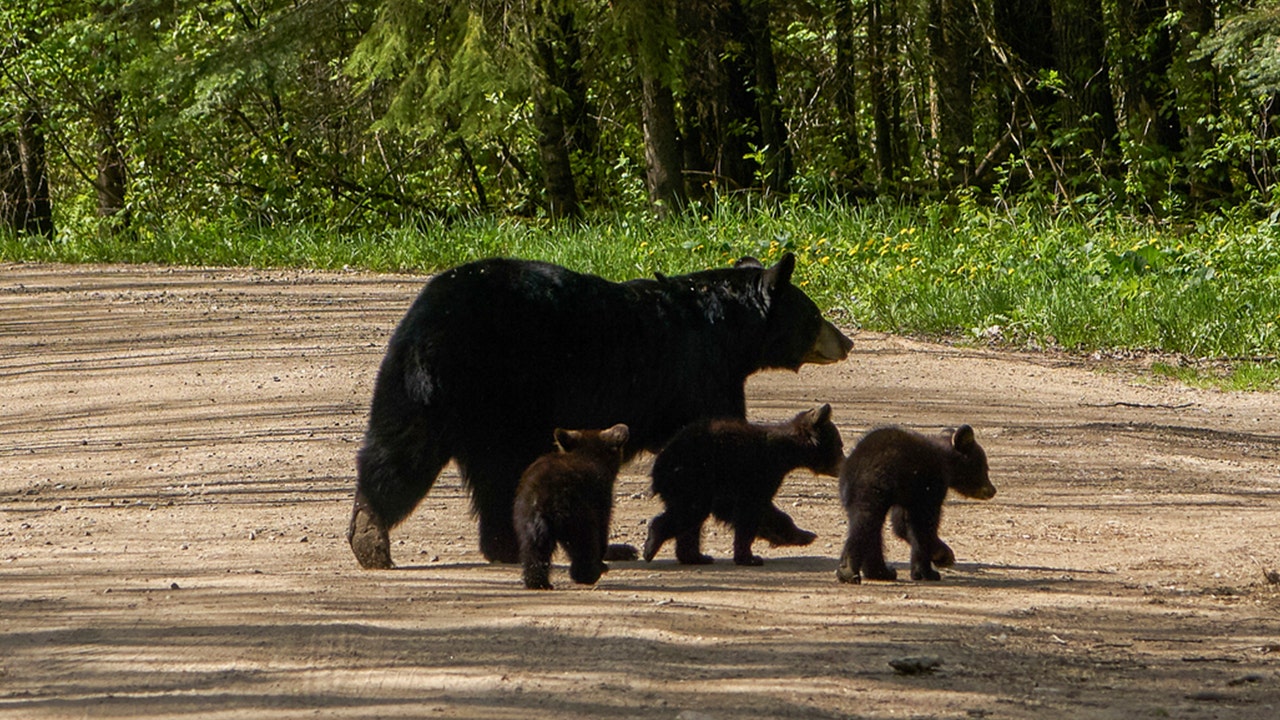 Parents on Facebook relate to bear coaxing 4 cubs across the road: 'Poor mama!'