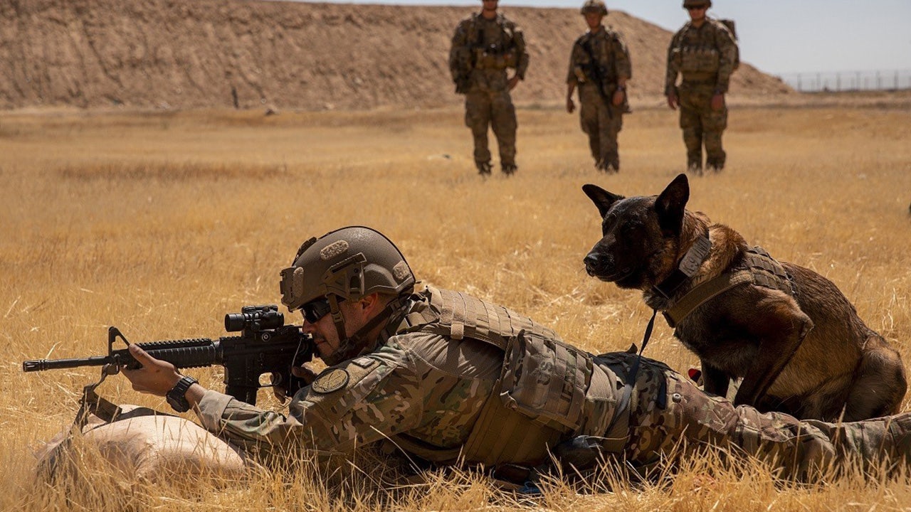 dogs in the military        <h3 class=