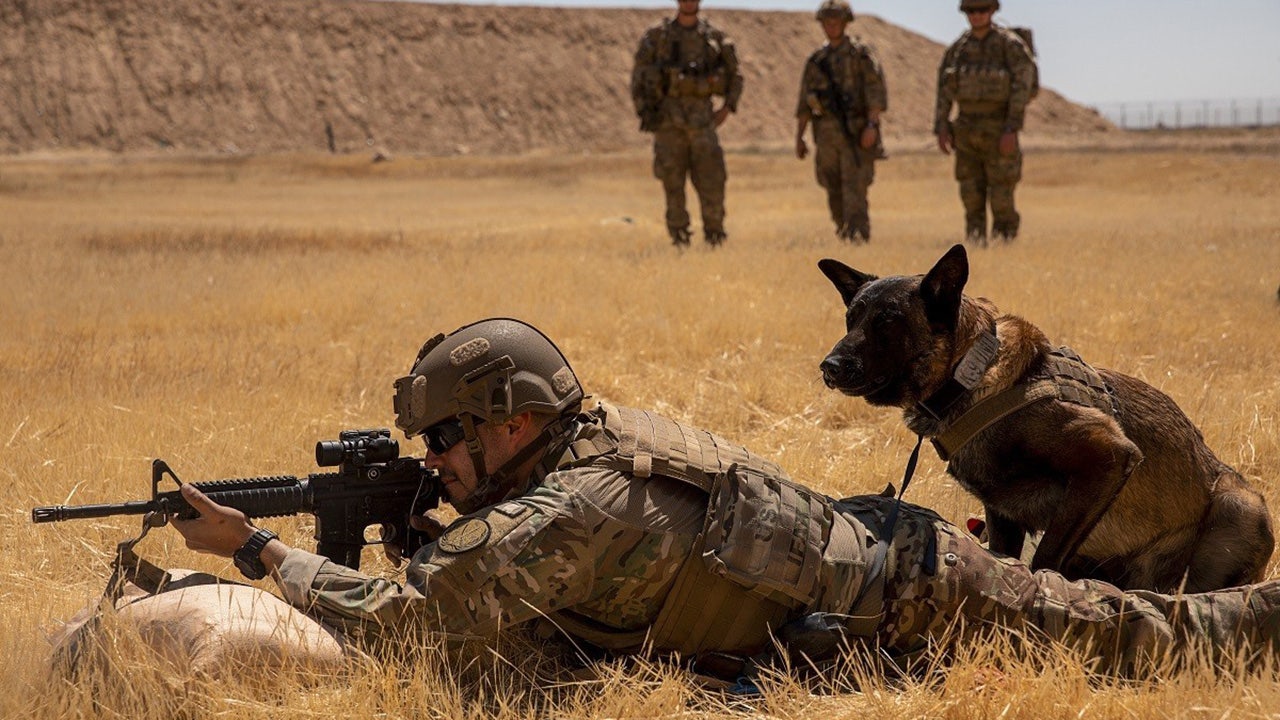 Shortage of military working dogs a national security risk, report warns