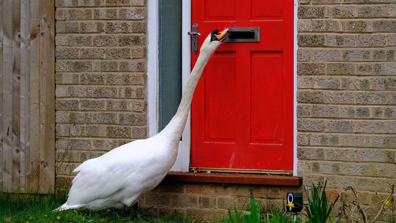 Swan terrorizes homeowners by constantly knocking on front doors: 'Extremely irritating'