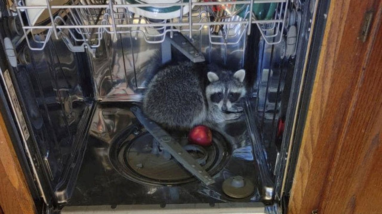 Ohio man calls police after raccoon ‘ransacked’ kitchen, hid in dishwasher