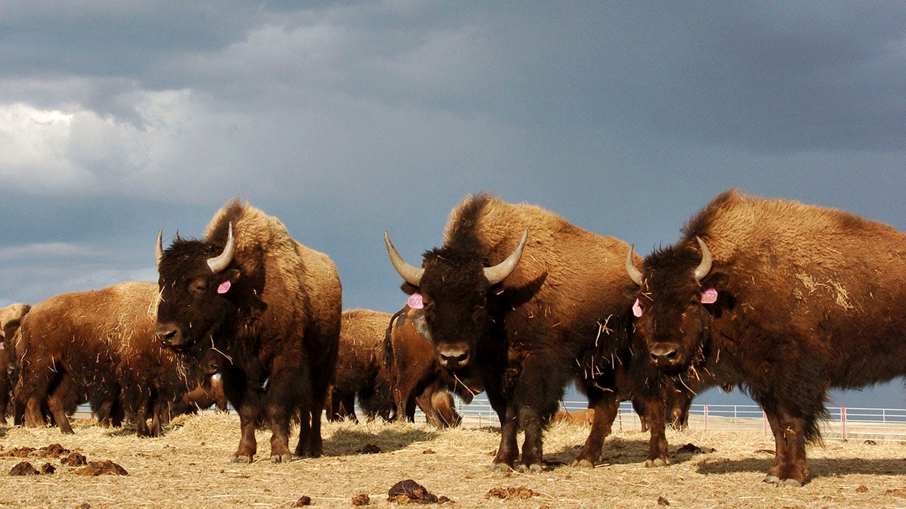 National Park Service calls for volunteers to kill bison at Grand Canyon