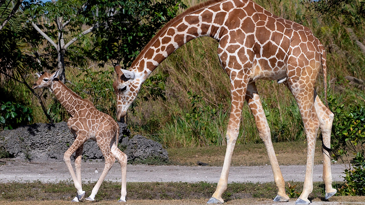 Zoo Miami presents newborn giraffes | Fox News