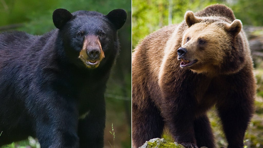 SFGate makes convoluted correction to story on home-invading bear: 'A bear that is brown, not a brown bear'