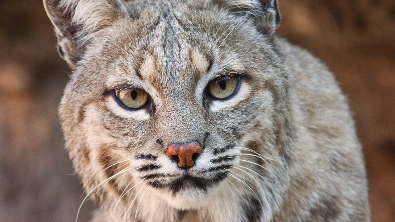 Sepasang suami istri North Carolina diserang oleh seekor Bobcat yang