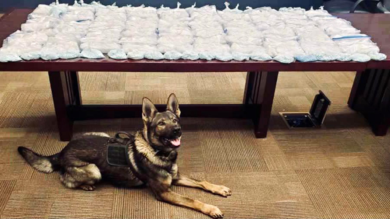 California Highway Patrol dog helps uncover 81 pounds of meth, 11 pounds of fentanyl tablets