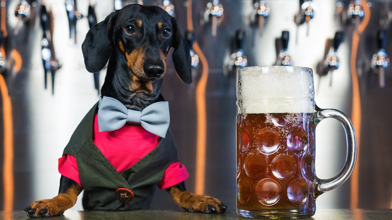 Busch Beer paying dog $20G, plus 'benefits,' to taste Dog Brew