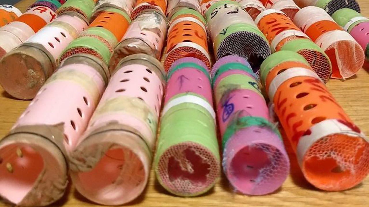 Officials at JFK airport catch passenger smuggling 29 live finches hidden inside hair rollers