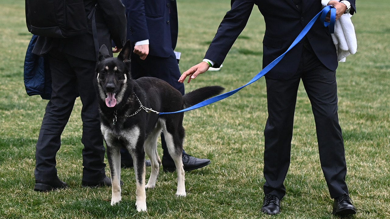 Bidens bringing cat into White House despite dog-biting drama