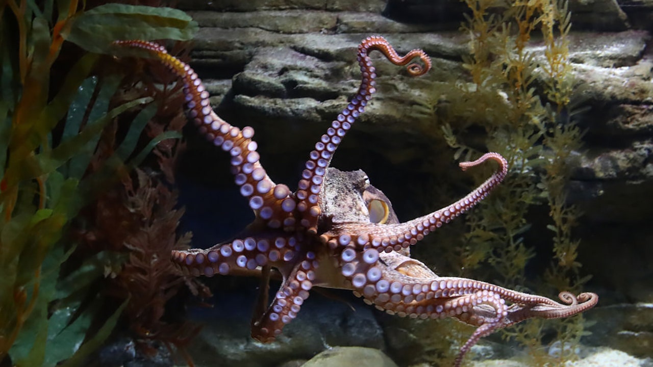 Octopus lashes out at man on Australia beach in viral attack