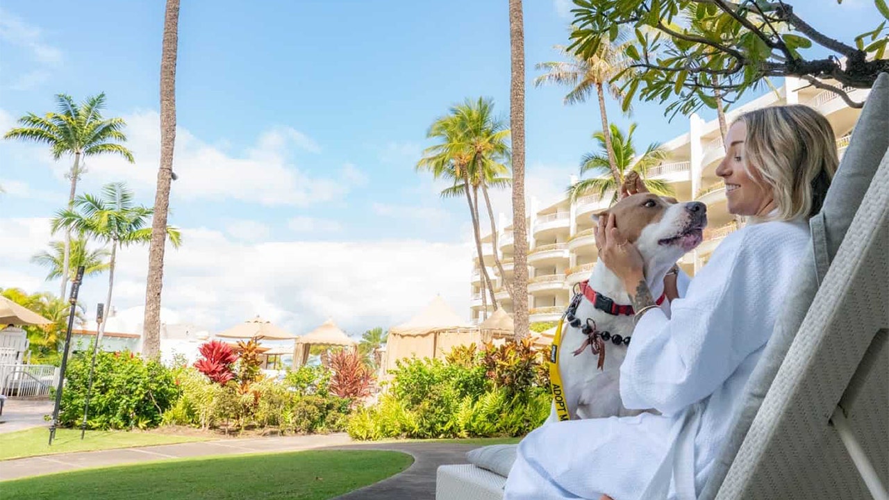 Hawaiian resorts are hosting shelter dogs that guests can win a stay with: ‘Wags to Riches’