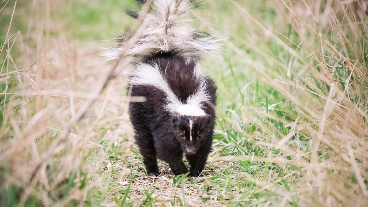 Skunk stuck inside Chick-fil-A cup rescued by Colorado police