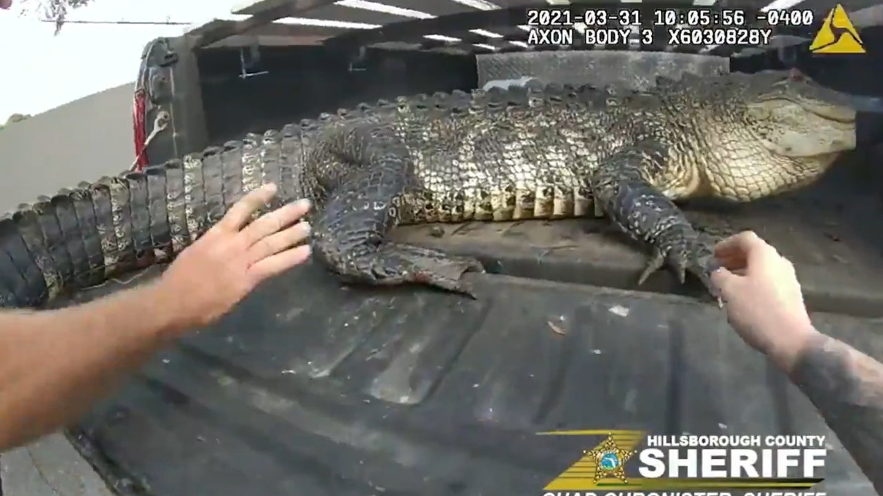 WATCH: Florida police capture 10-foot alligator found beneath car in Tampa