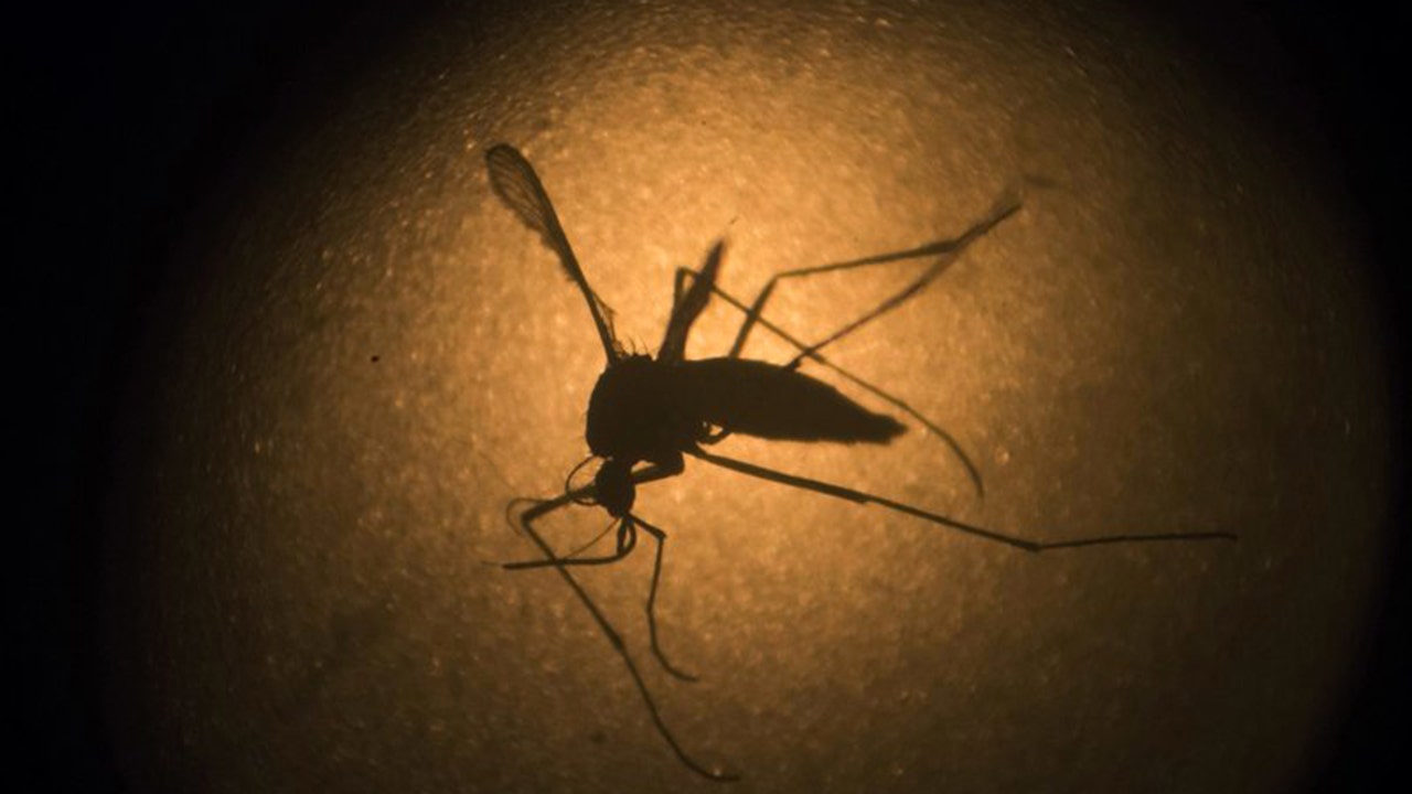 Florida Keys to see release of first genetically modified mosquitoes