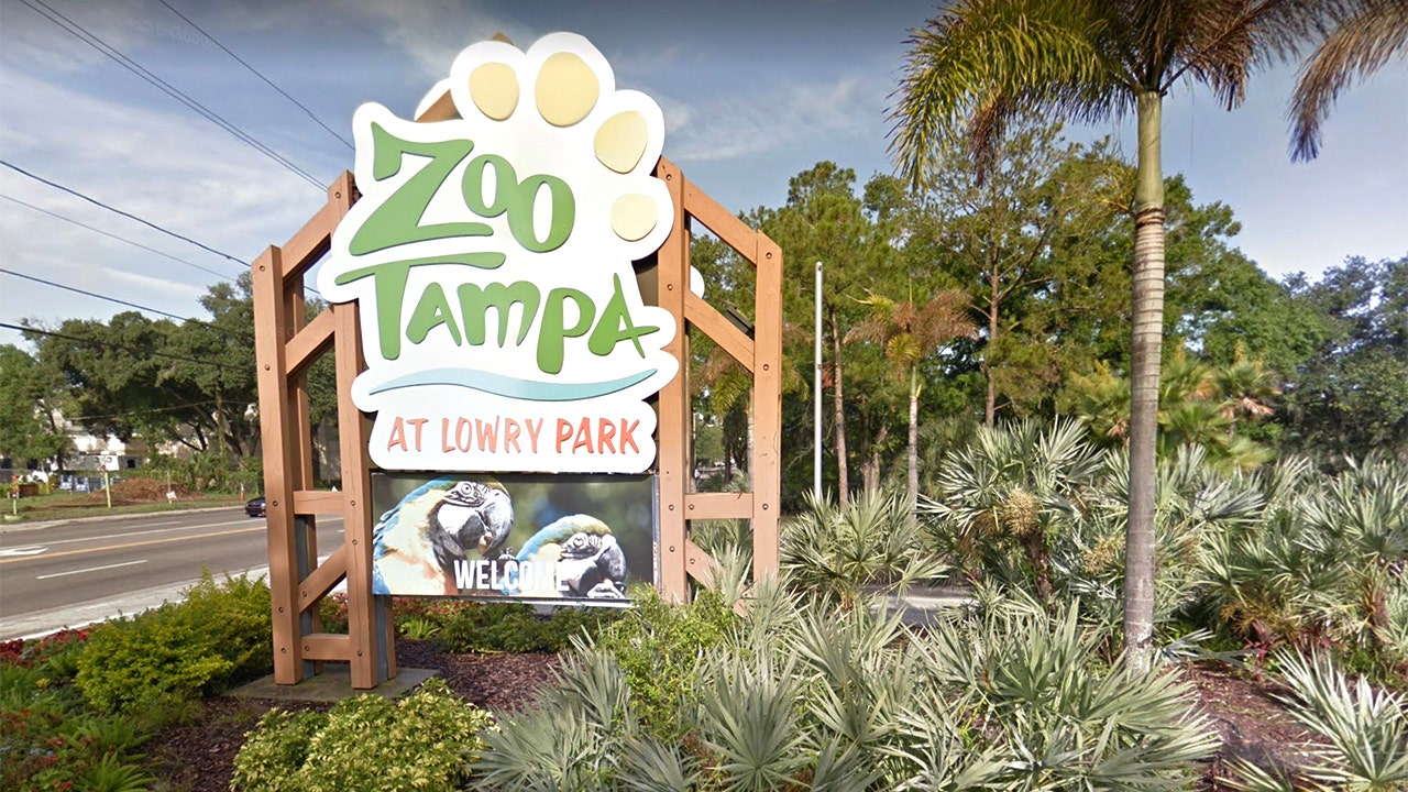 Tampa zoo animals may get COVID-19 vaccine in summer or fall, claims 'no cases' so far