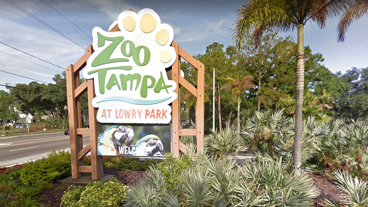 Tampa zoo animals may get COVID-19 vaccine in summer or fall, claims ...