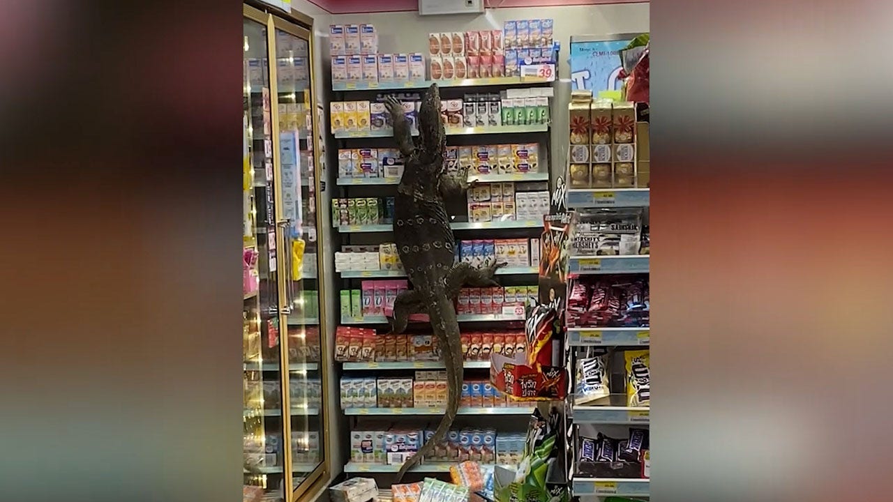 Giant lizard sneaks into 7-Eleven, sends customers into hiding