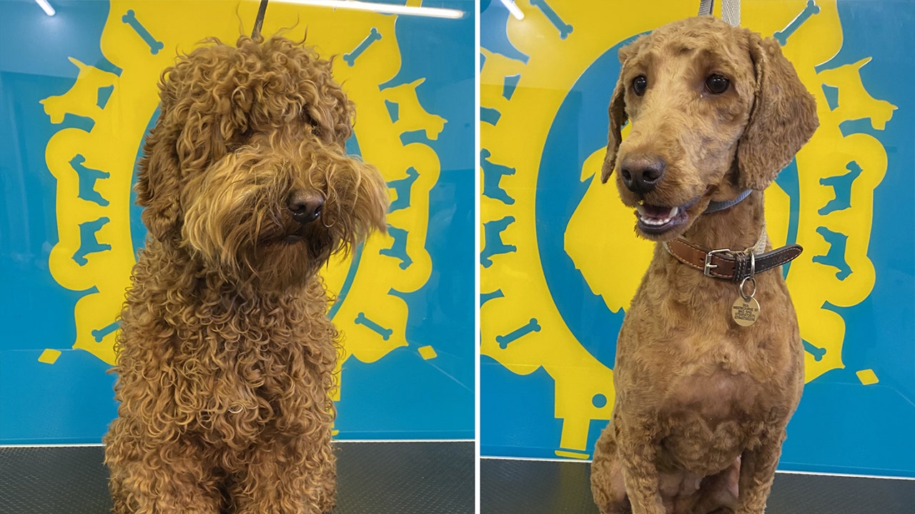 Adorable dogs finally get haircuts as businesses reopen in England