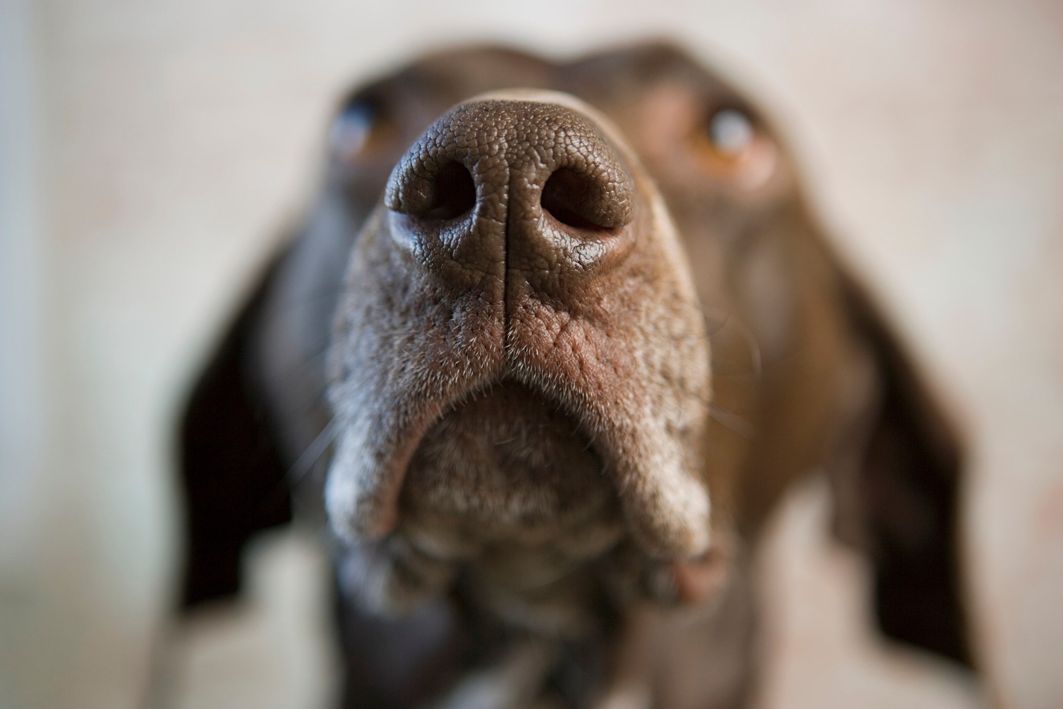 Trained dogs can smell coronavirus in your pee