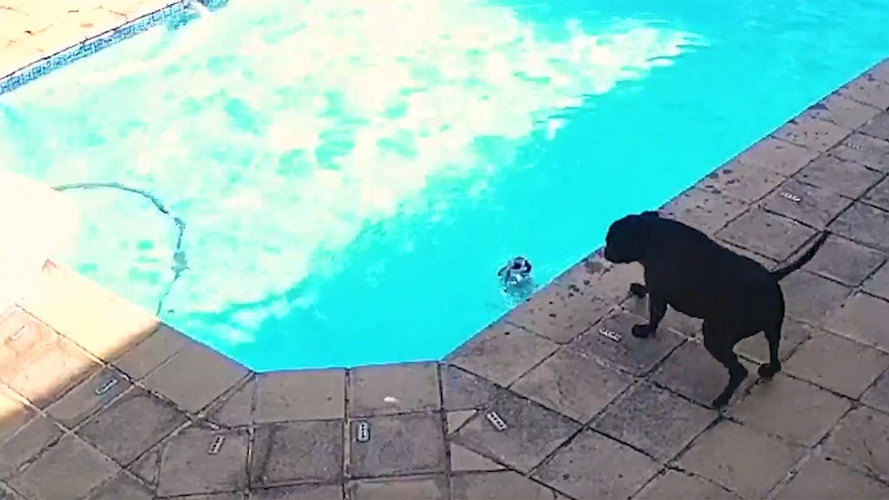 Dog saves another dog from drowning in pool