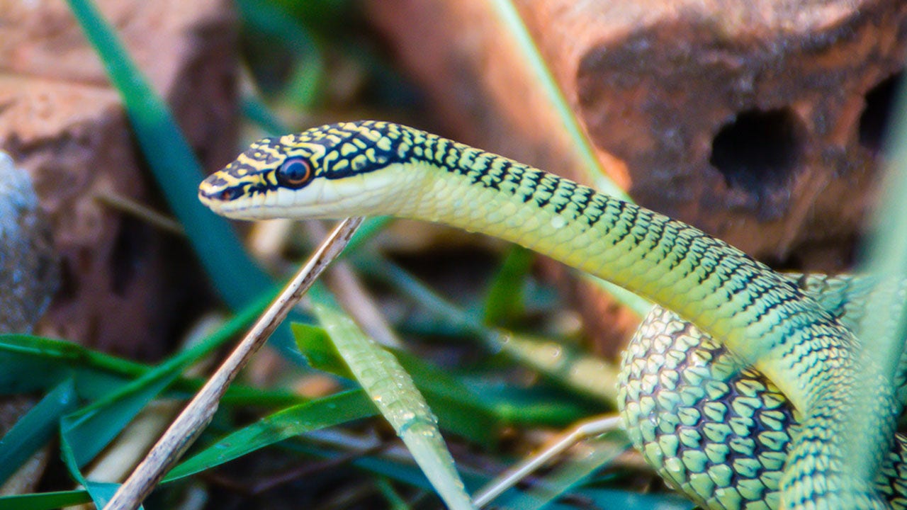 Kid finds live snake in bag of lettuce