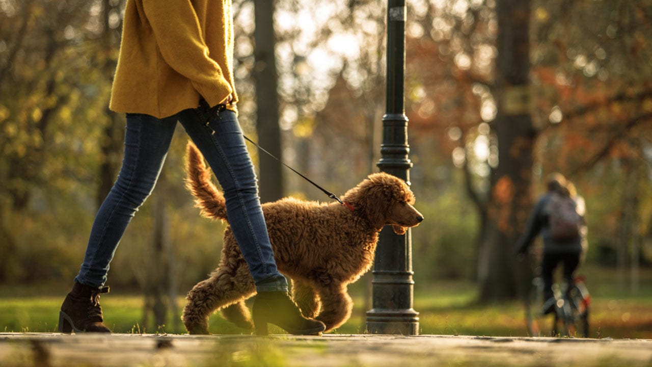 Dog family reunited during random walk in New York City